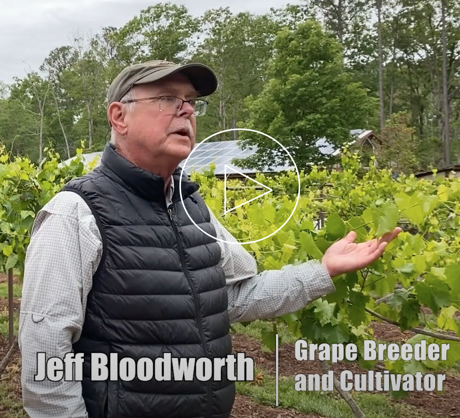 Building a Better Grape ... or ... Always Drink Upstream from the Herd