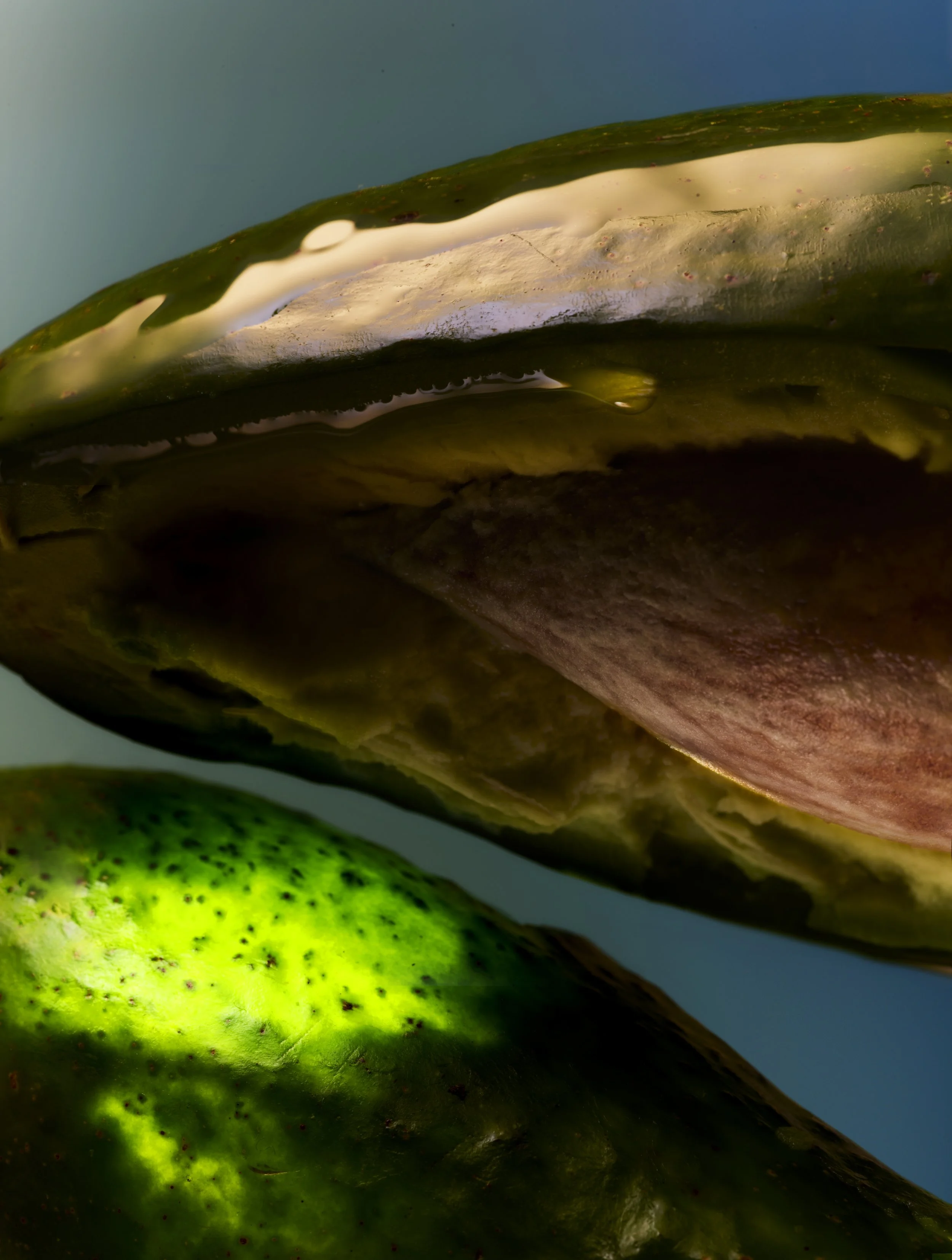 260515_YOM_02_AVOCADO_007.jpg
