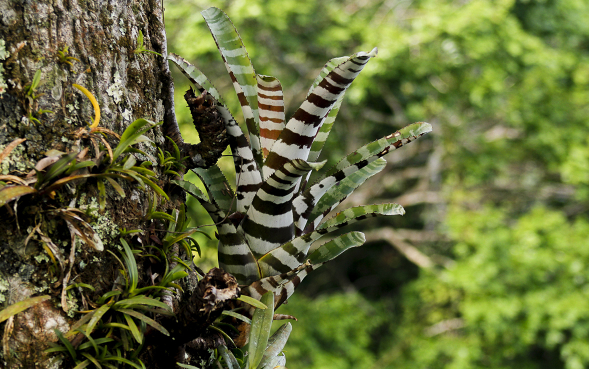 The zebra bromeliad lives on the upper branches of the trees, where it can get sun 