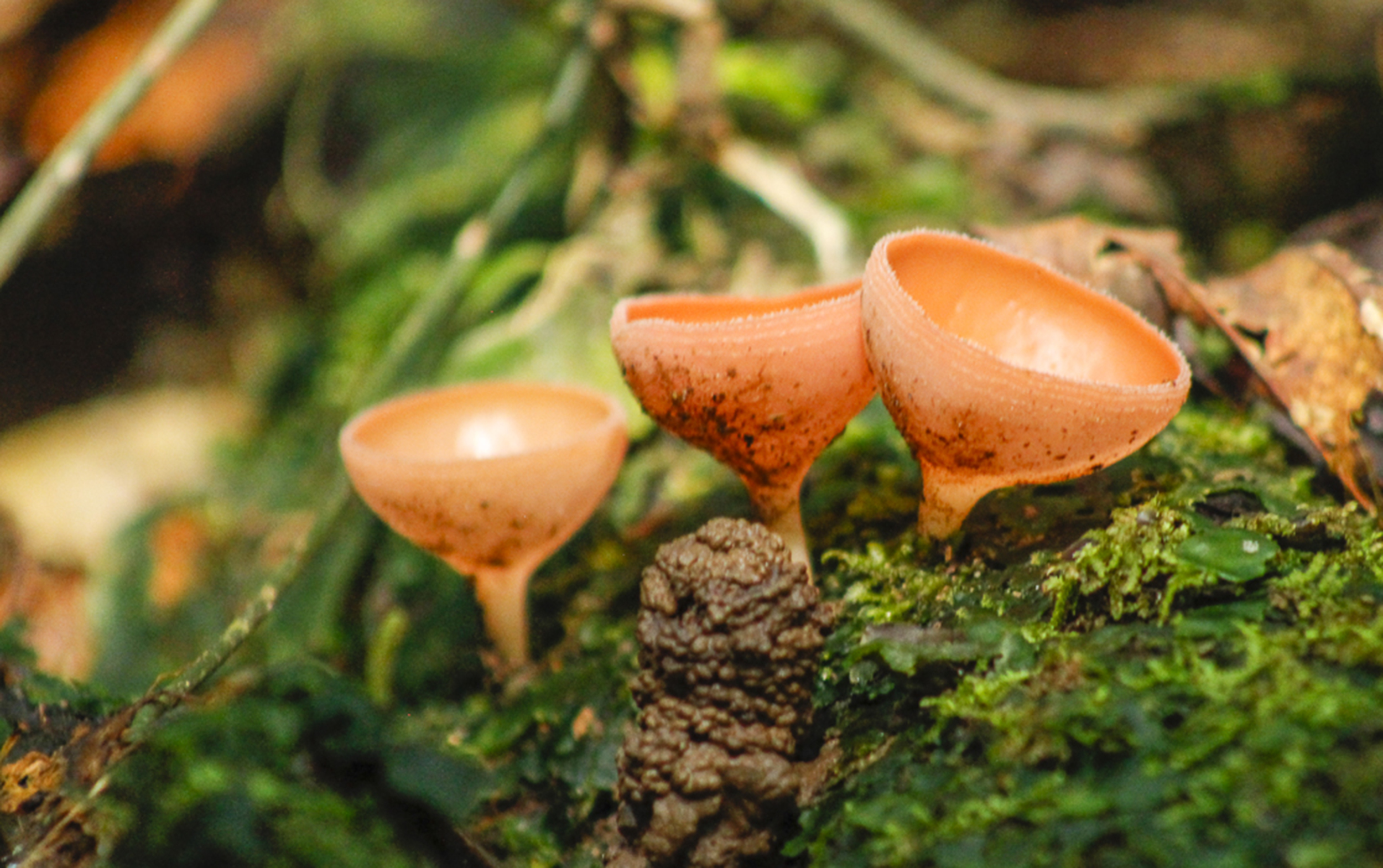Devil's cup fungi live on logs on the forest floor