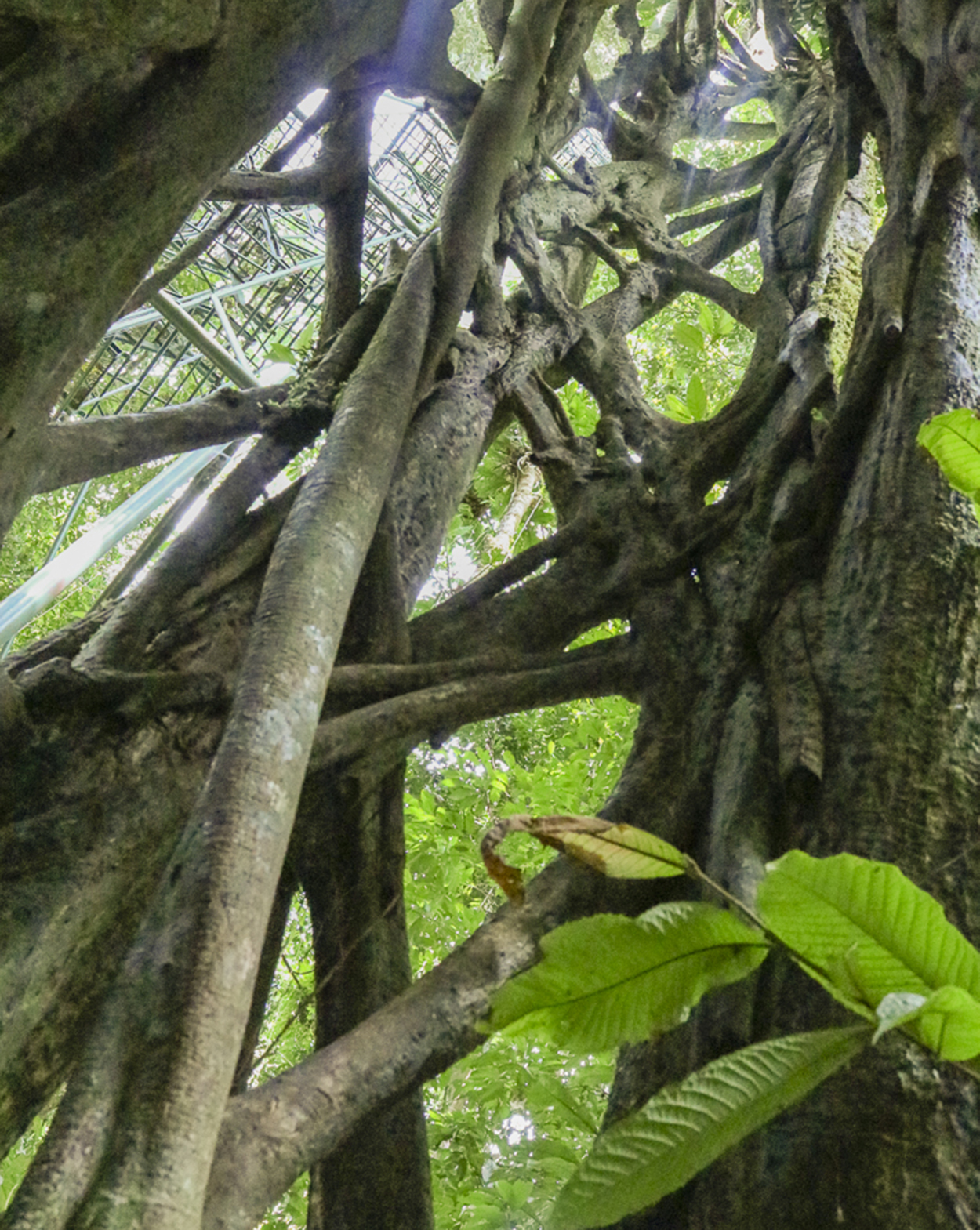 A strangler fig vine climbs to the sun