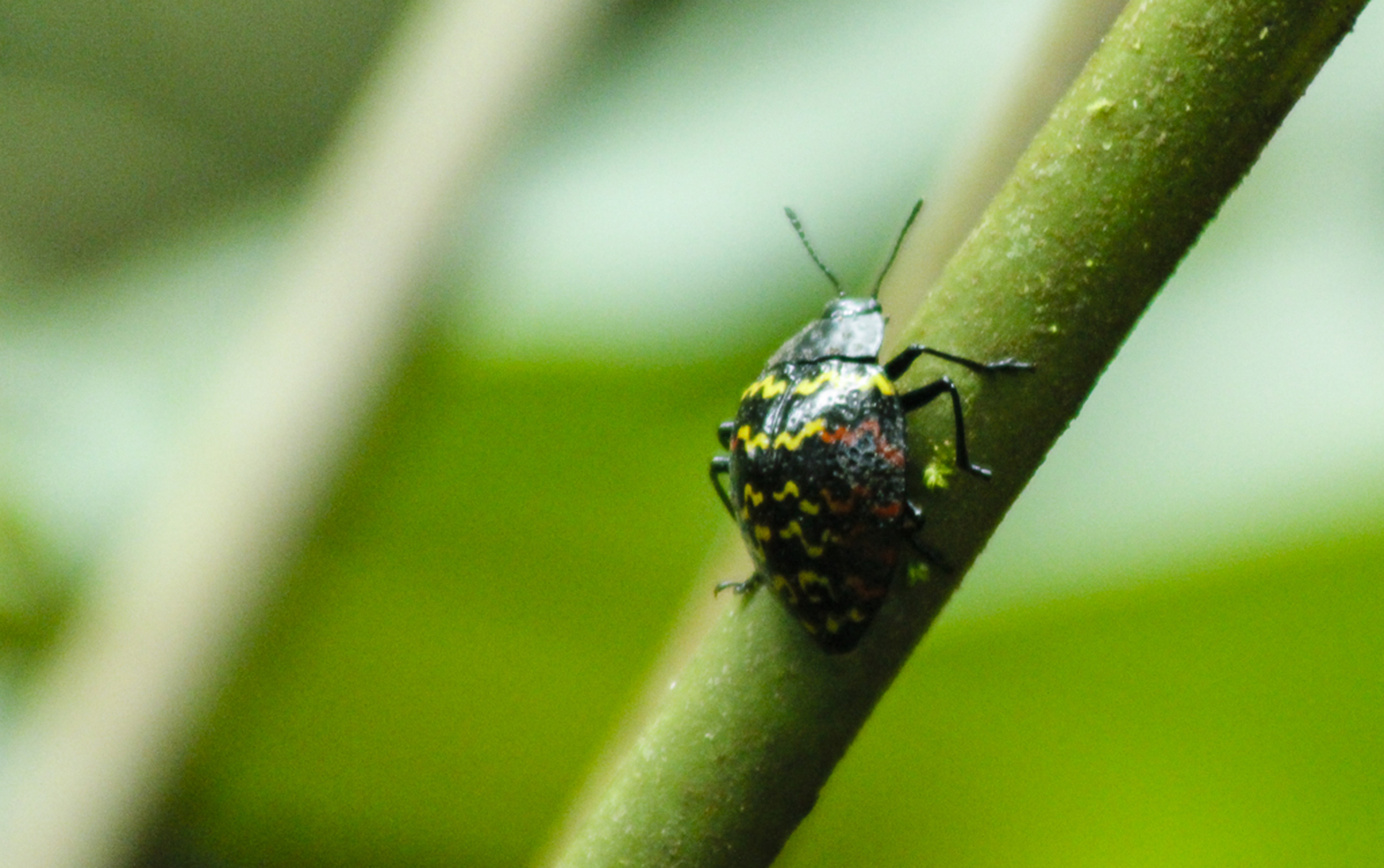 A zigzag beetle adds a tiny splash of colour to a plant stem