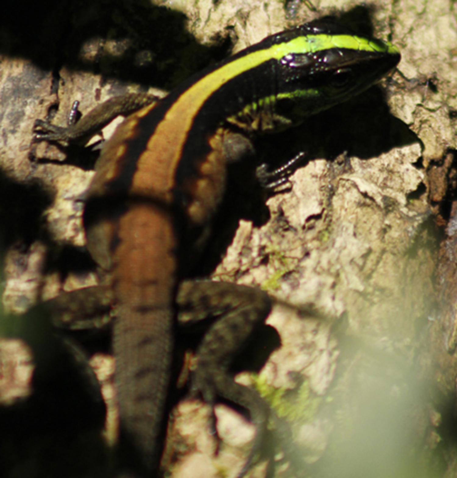 The stripe on this skink's back is almost incandescent