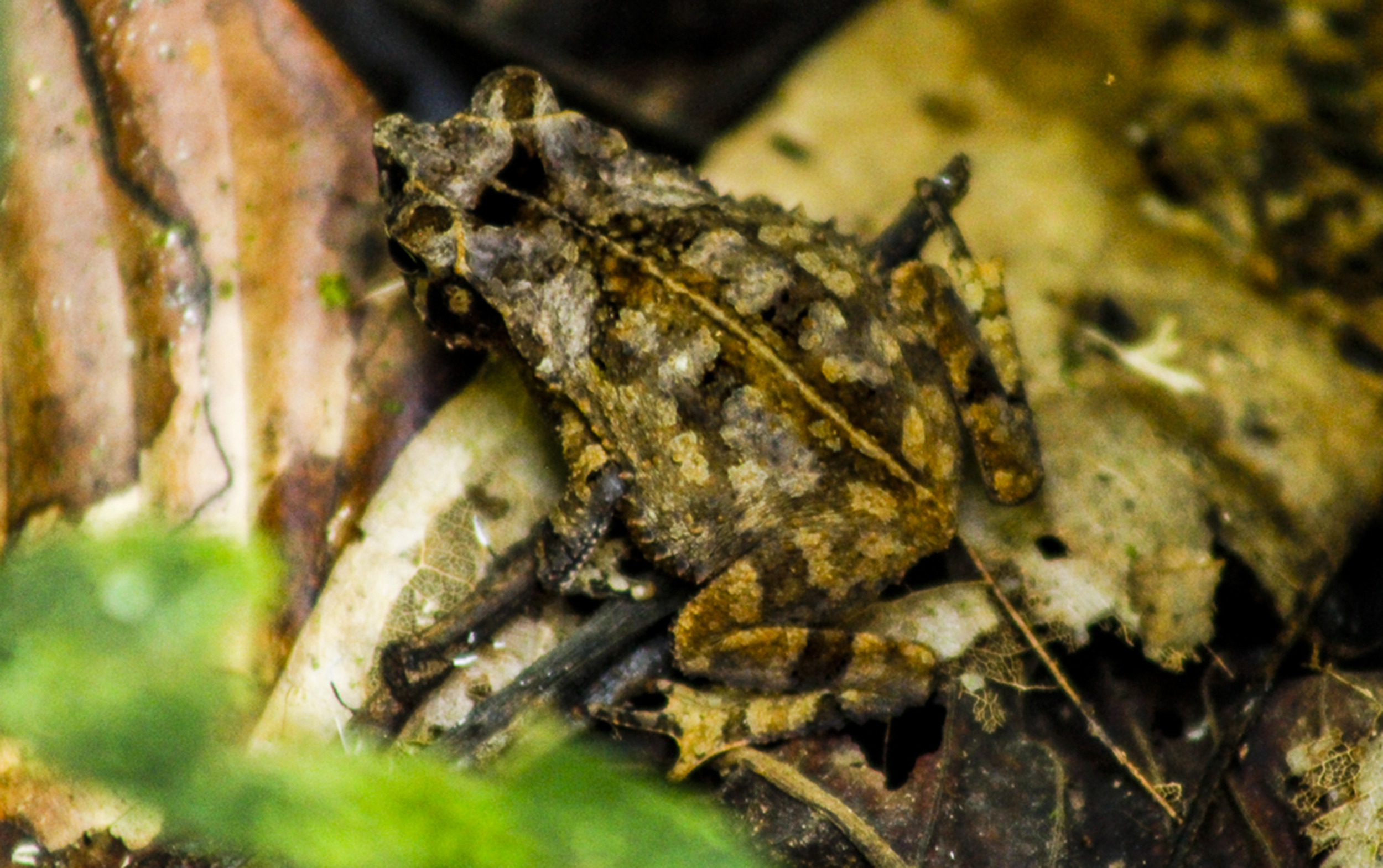 At rest, a leaf frog looks so much like forest detritus that it's invisible