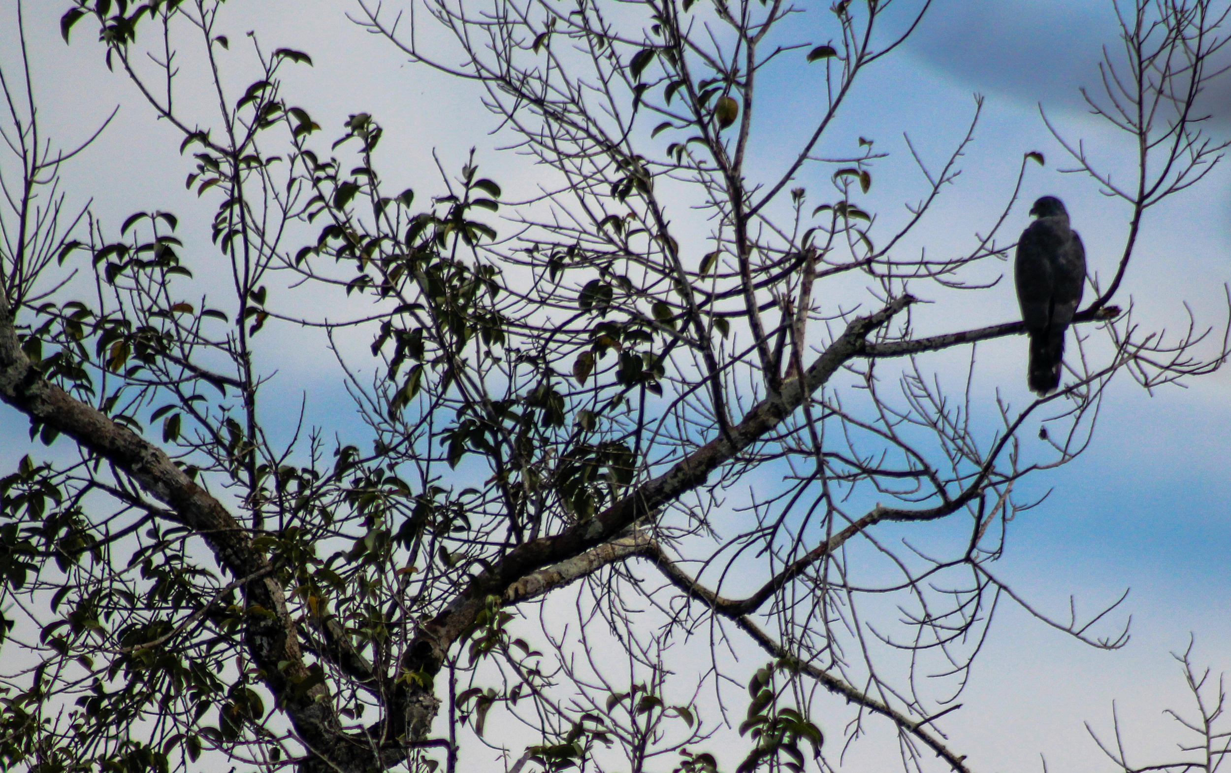 A grey-headed kite waits for prey high in the forest canopy