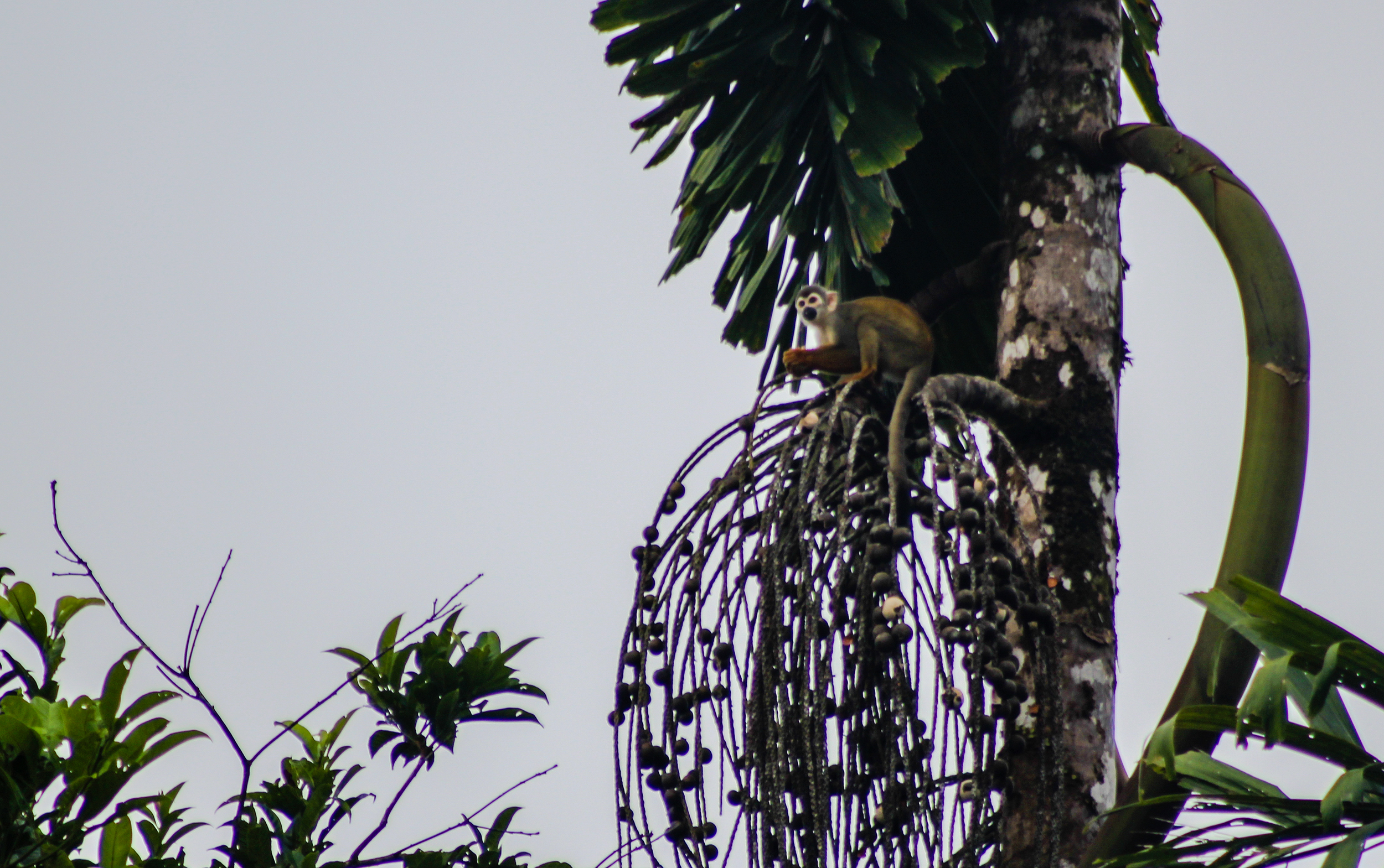 A spider monkey sits high in a tree on the river's edge