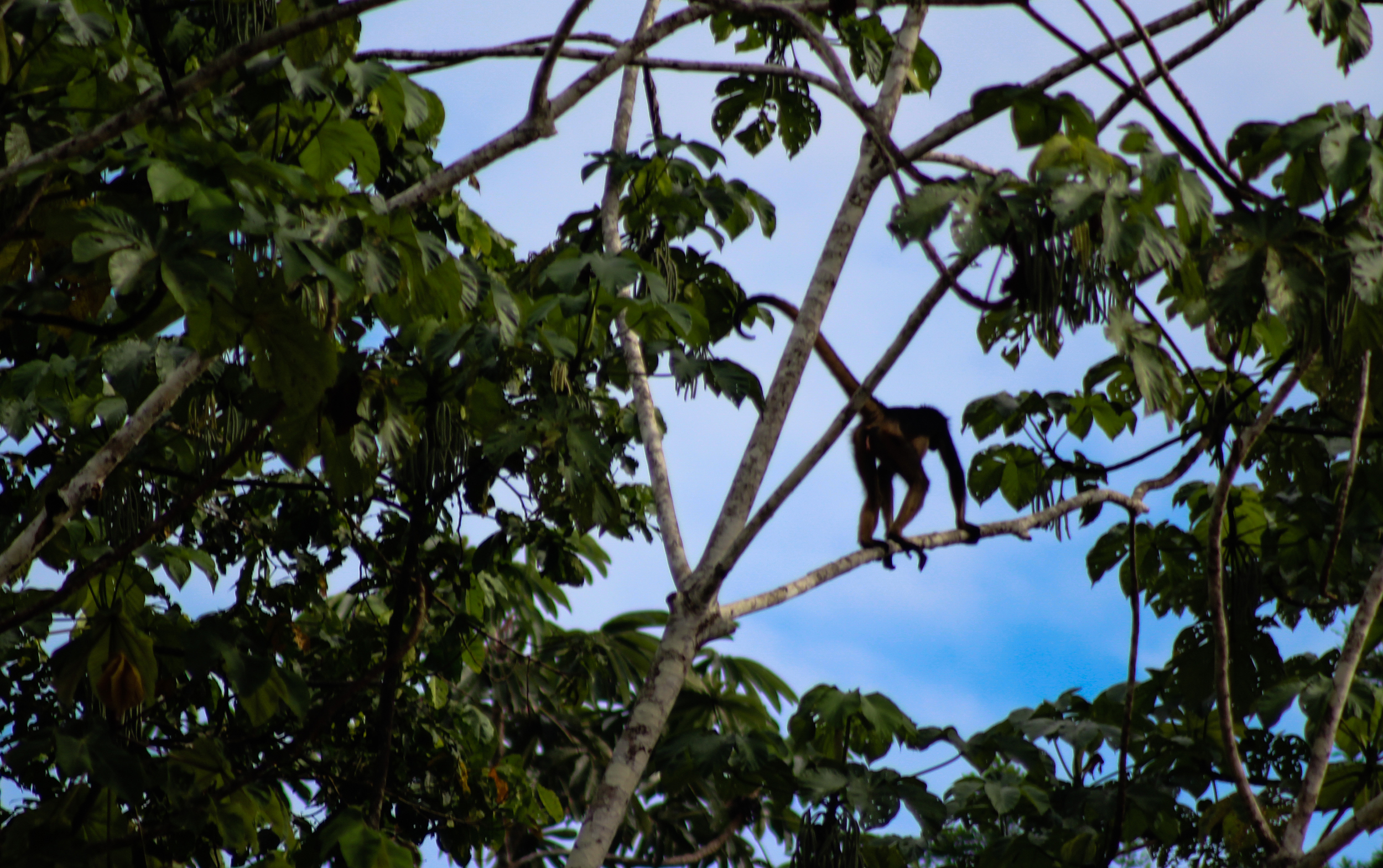 A spider monkey races across branches, as at home as a person on a sidewalk