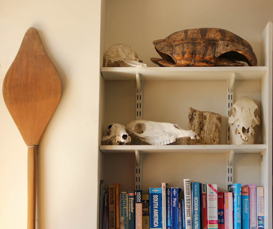   A skeleton of a caiman, partly obscured by a skeleton of a tapir, hangs from the ceiling of Swing's office.     Bottom: Artefacts, like the paddle and tortoise shell, make the office seem like a museum.    (Jazmin Tremblay)  