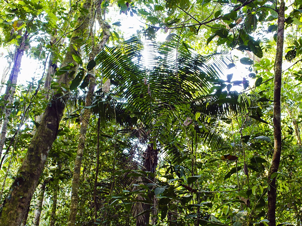 The rainforest in the Tiputini-Yasuni area appears untouched, but it is under assault by economic interests – and that involves more than just oil exploration. (Hamdi Issawi)