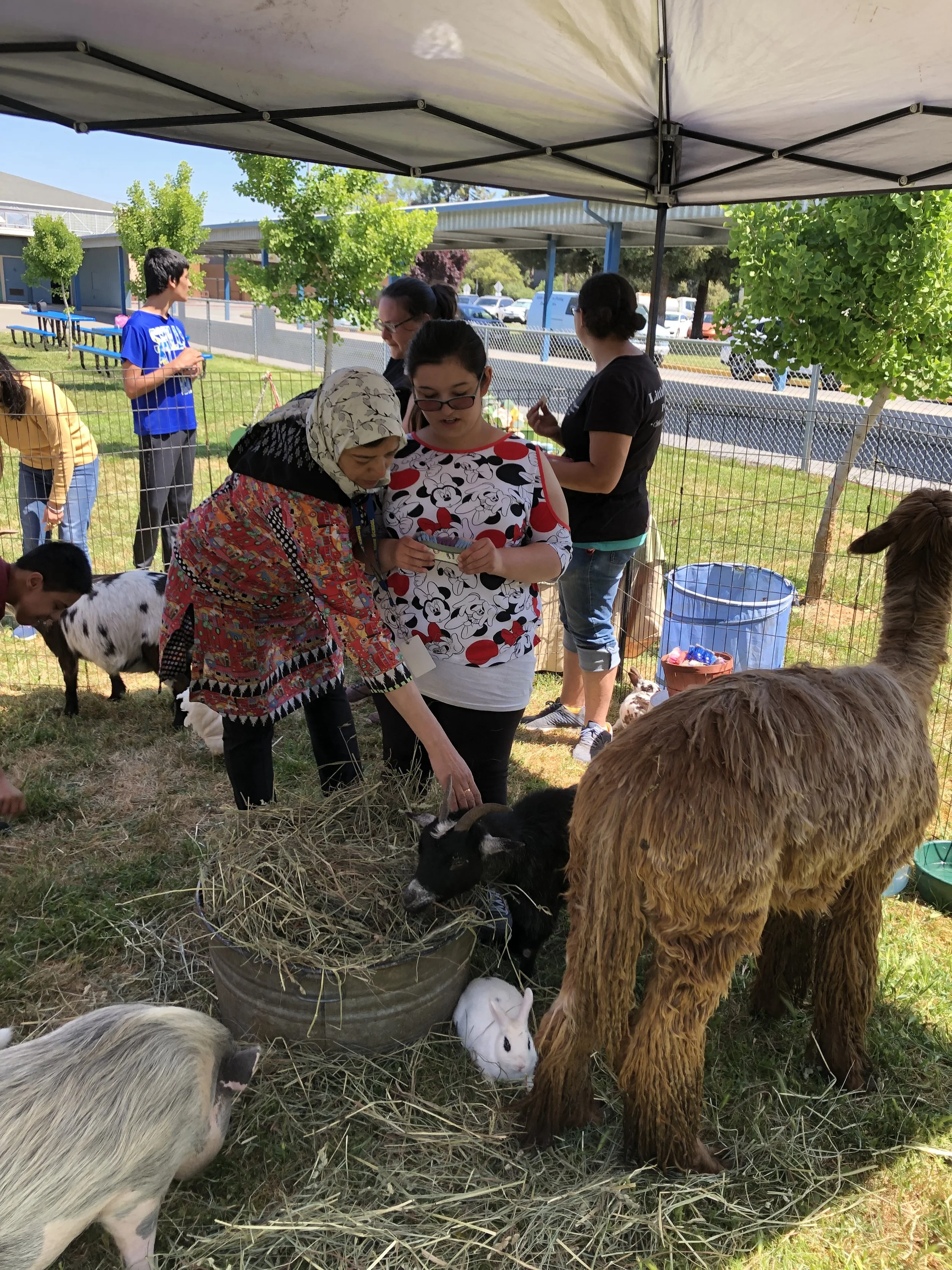 Pettingzoo.jpg