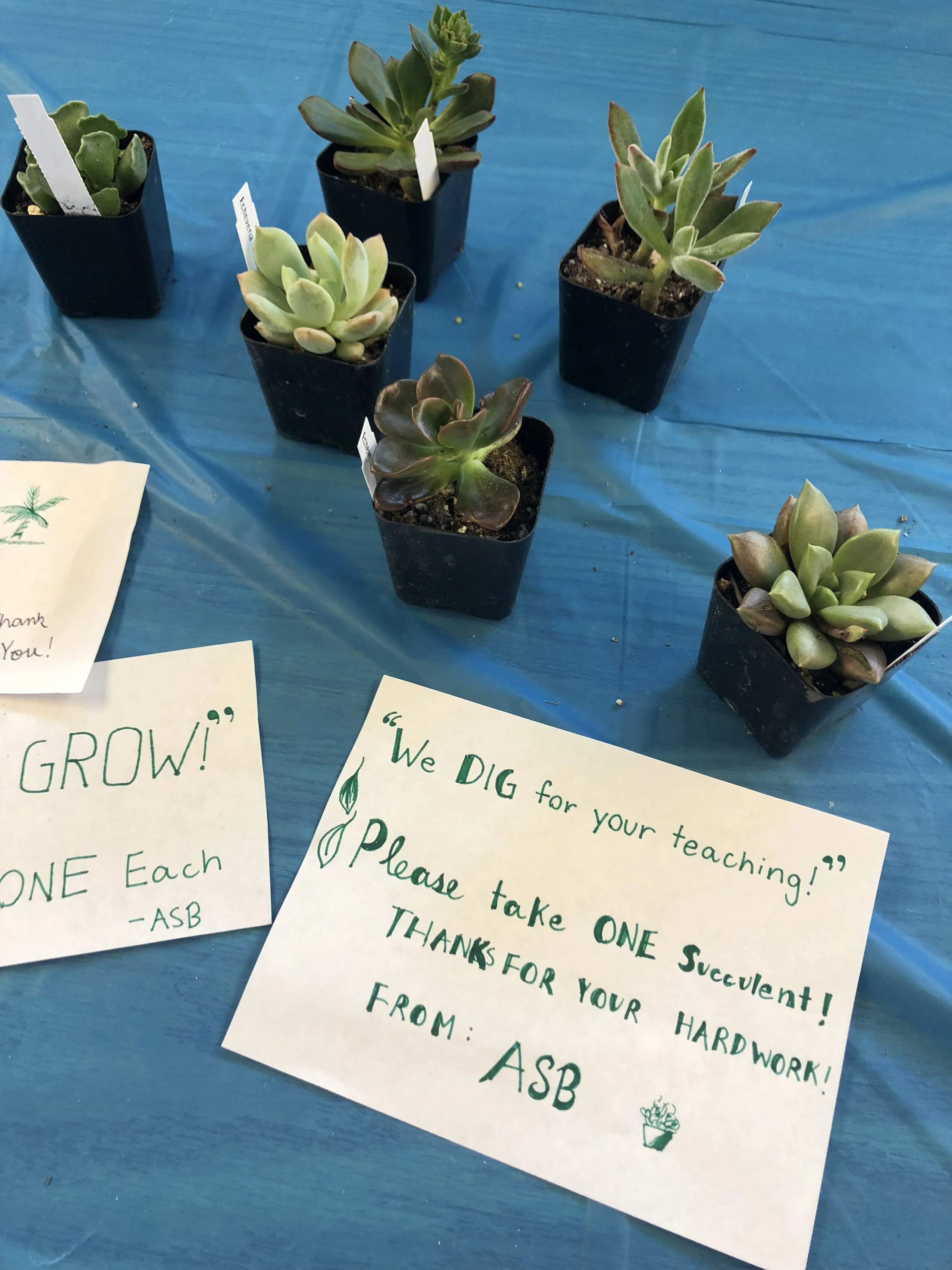 Leadership Students gave teachers plants