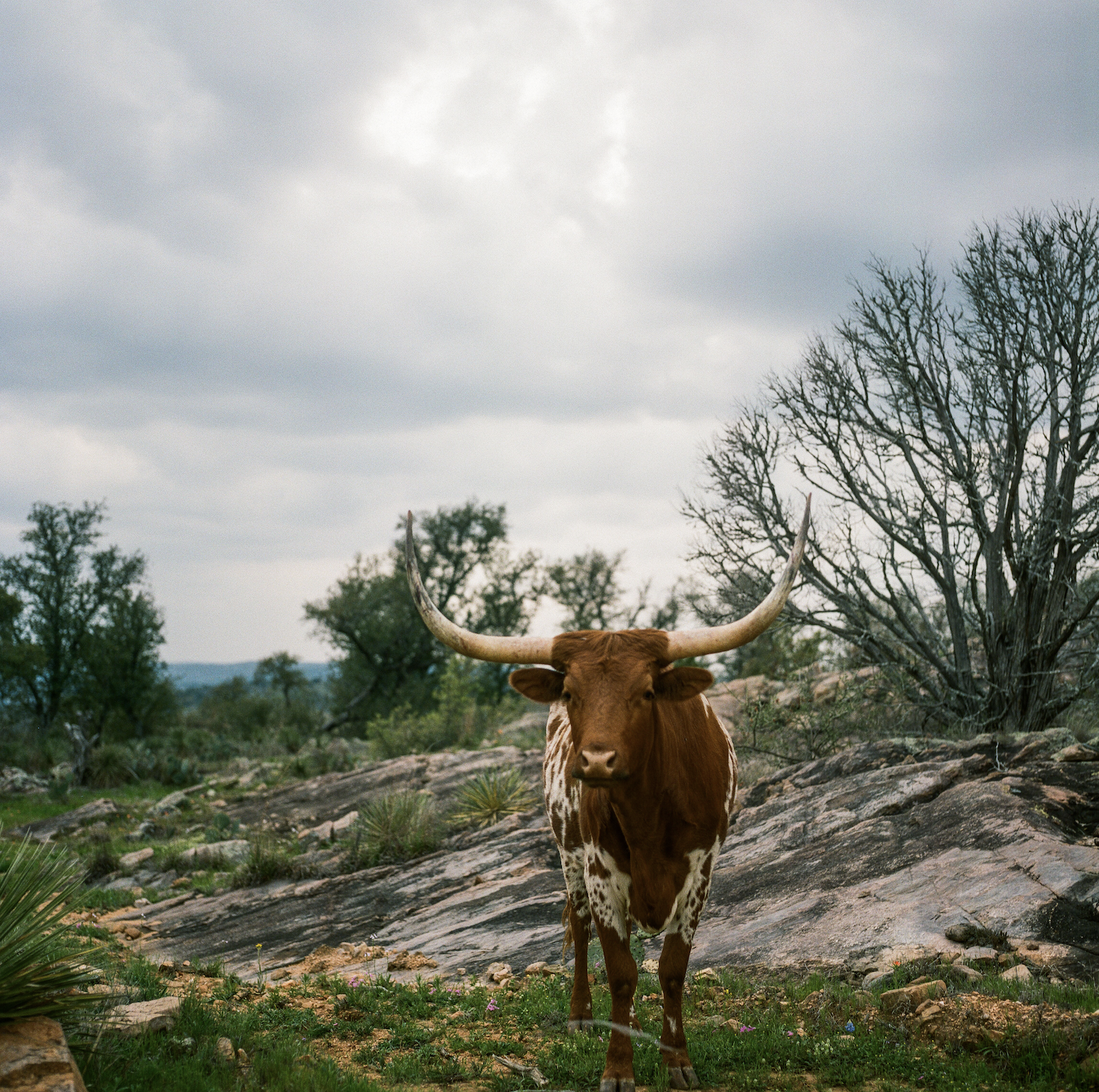 Screen Shot 2020-06-13 at 6.36.21 PM.png