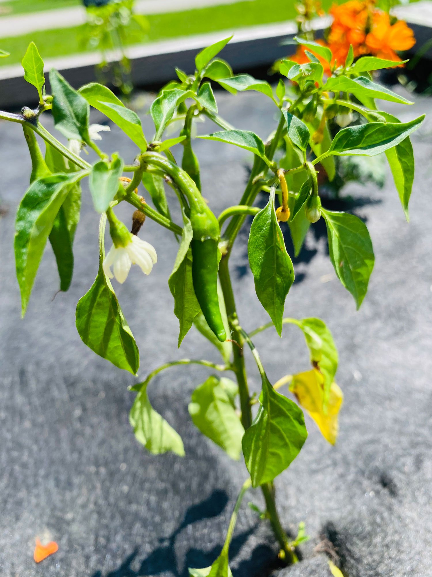 pepper in the vegetable garden