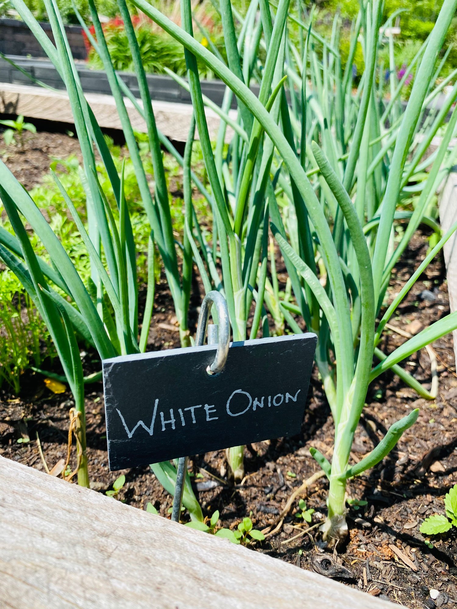 white onions in the vegetable garden