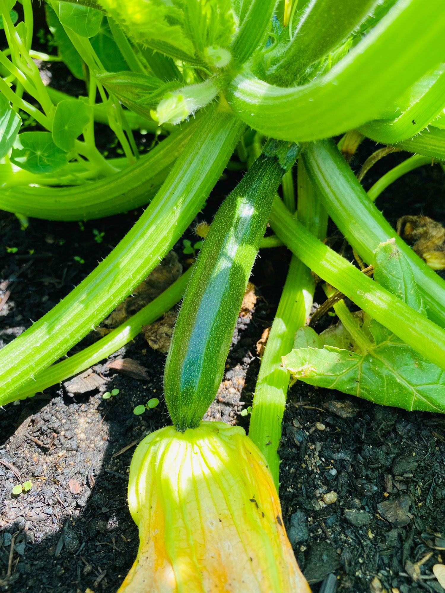 zucchini in the vegetable garden