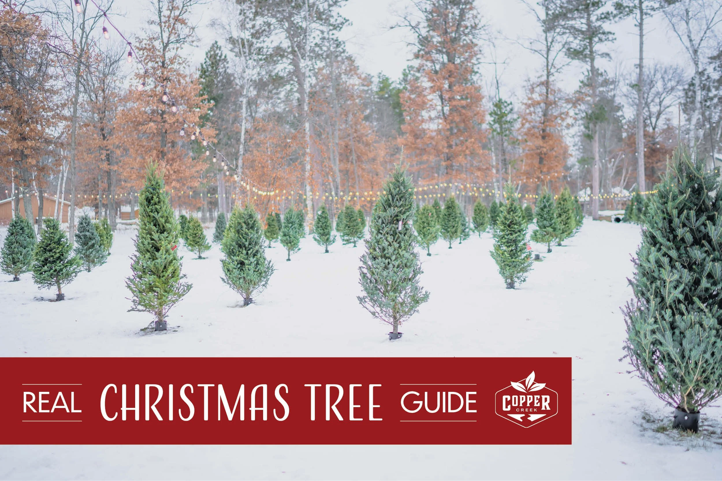 Real Christmas Tree Guide and Information