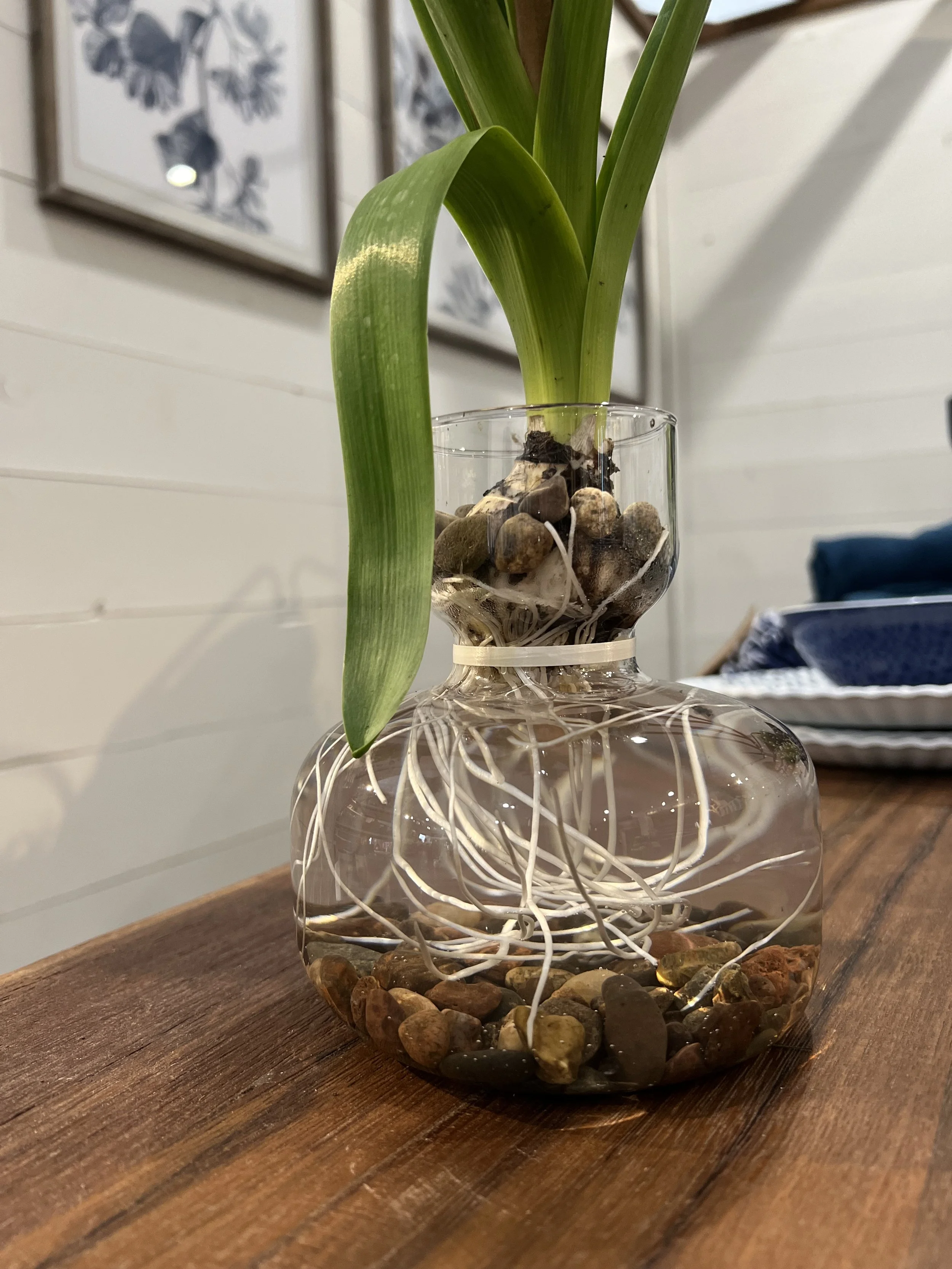 Non-Traditional Way to Enjoy Fall and Spring Bulbs