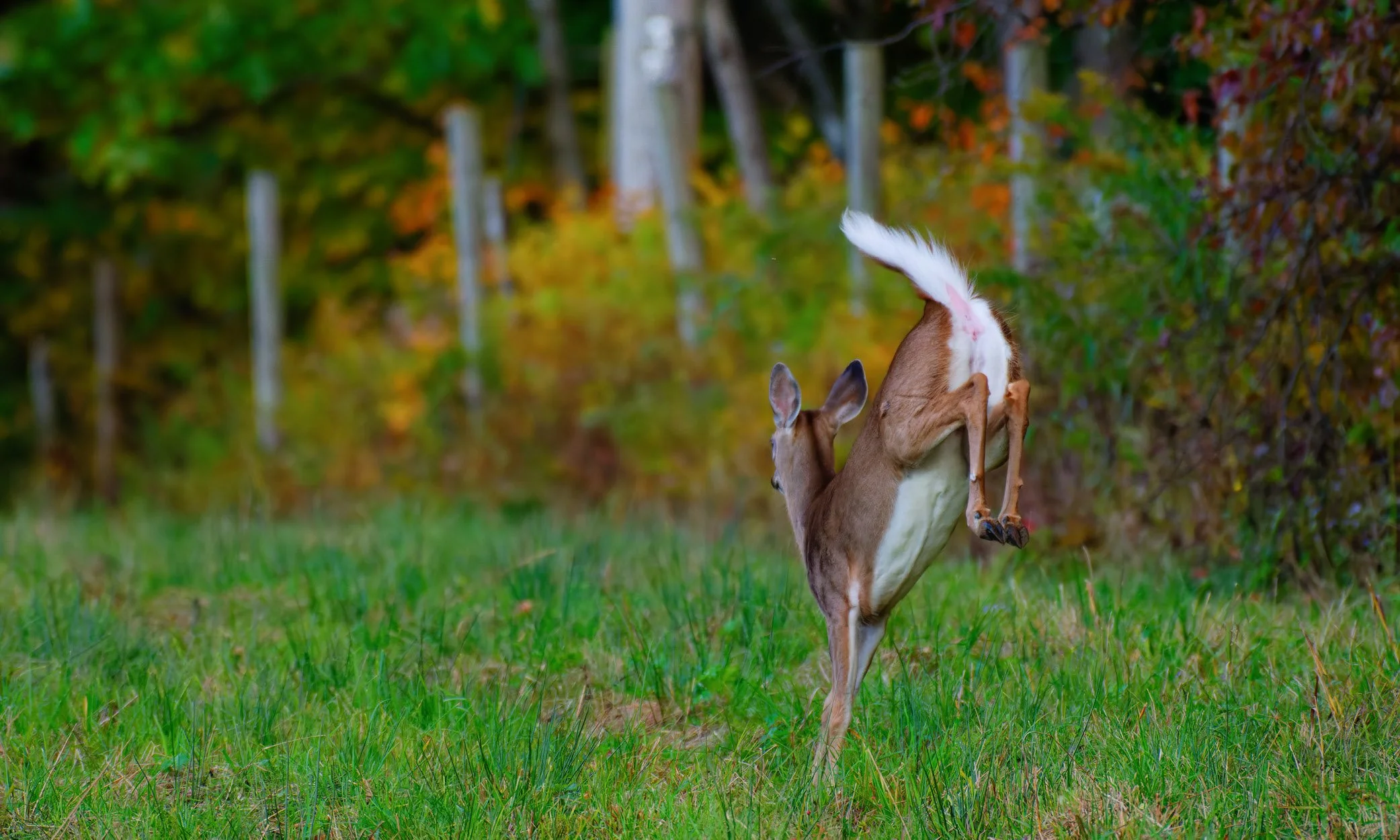 deer running away