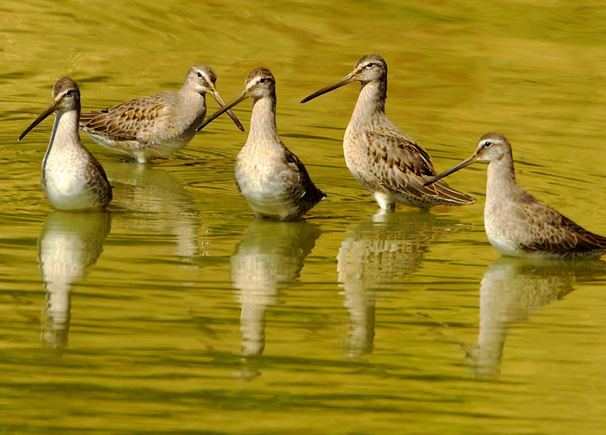 Dowitchers at Fernhill