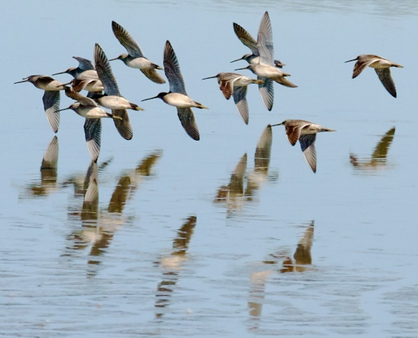 Dowitchers in flight