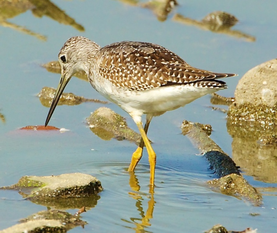 Greater Yellowlegs at Fernhill