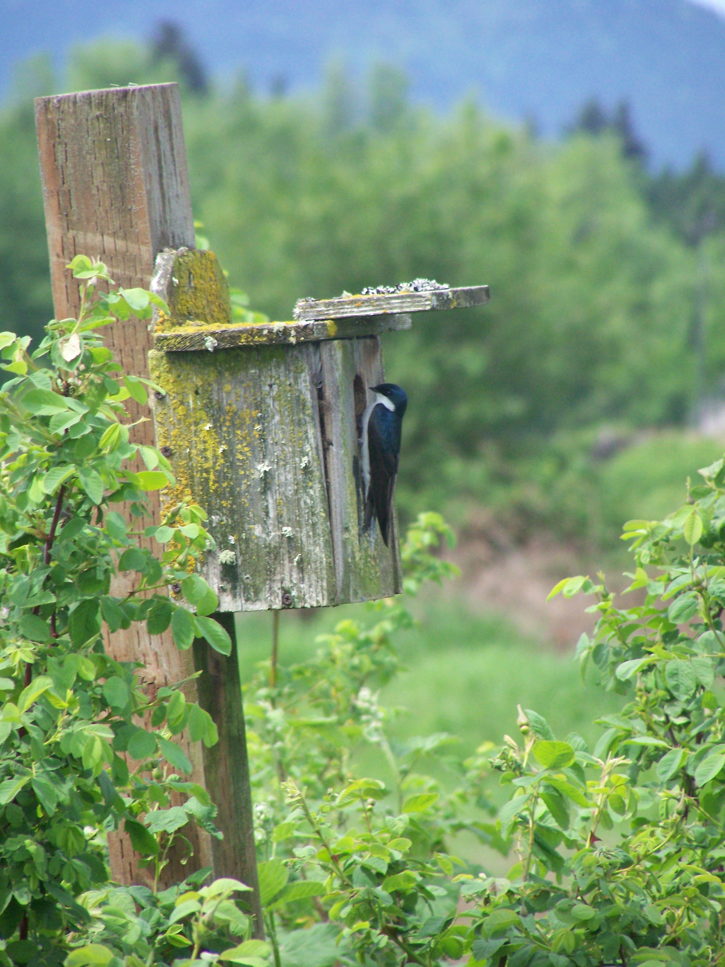 Birdhouse at Fernhill