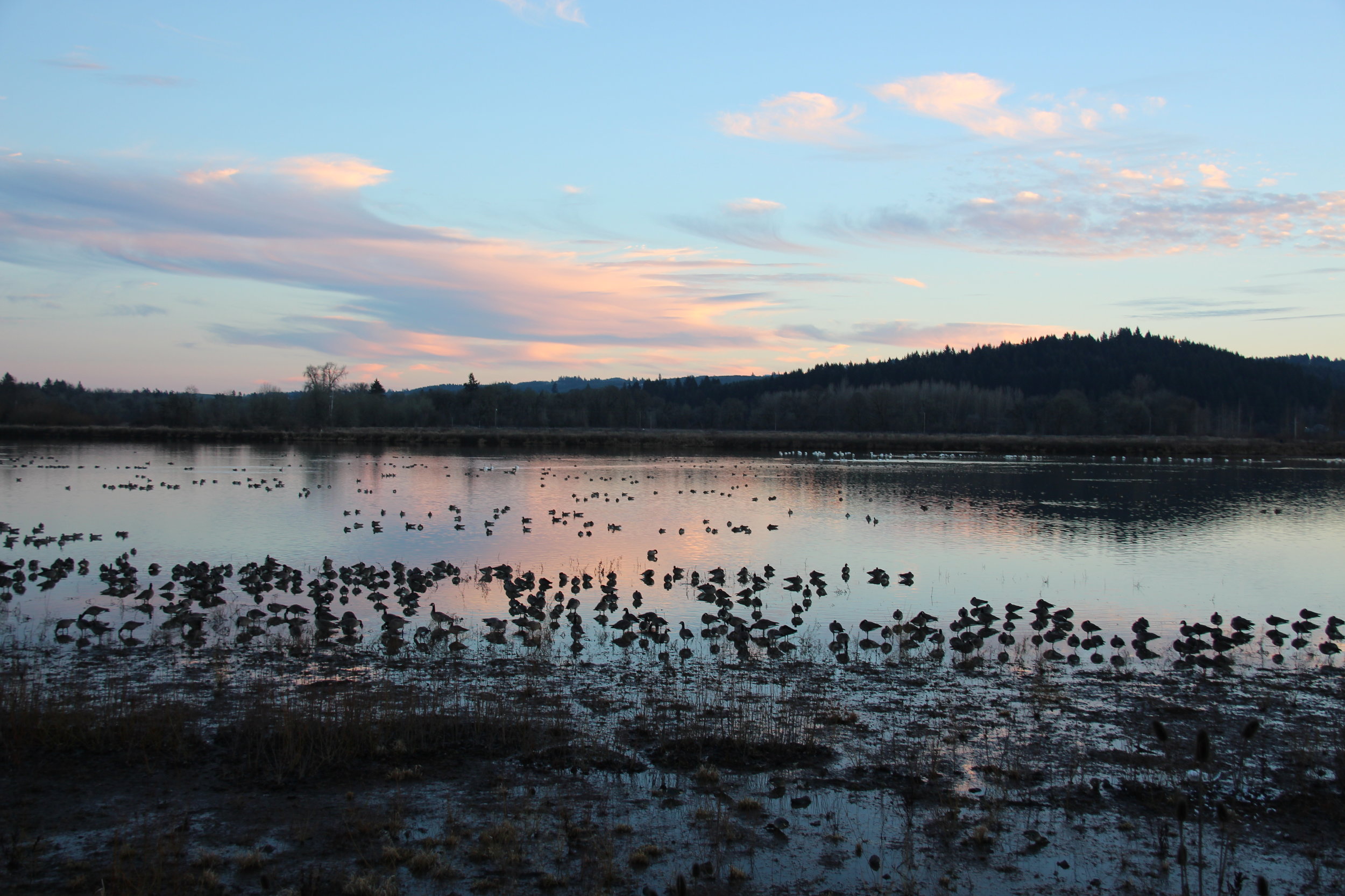 Waterfowl at Fernhill