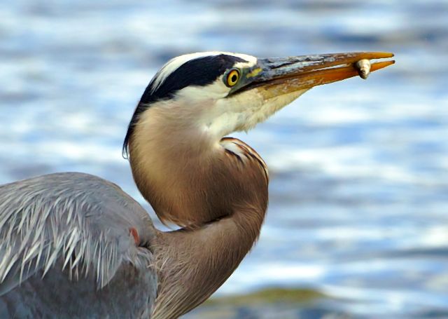 Great Blue Heron