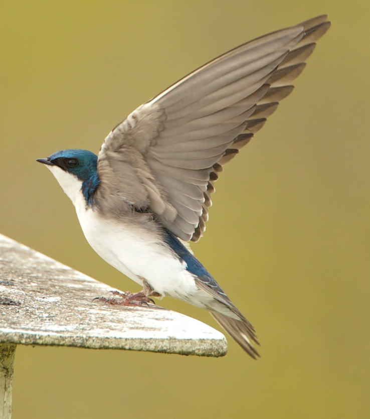 Tree Swallow