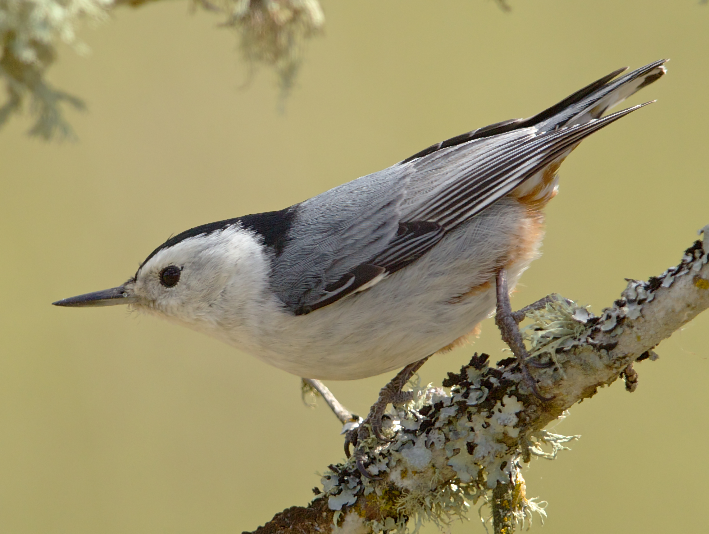 White-breasted Nuthatch