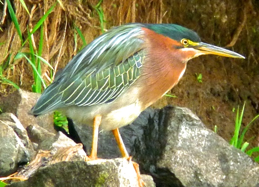 Green Heron