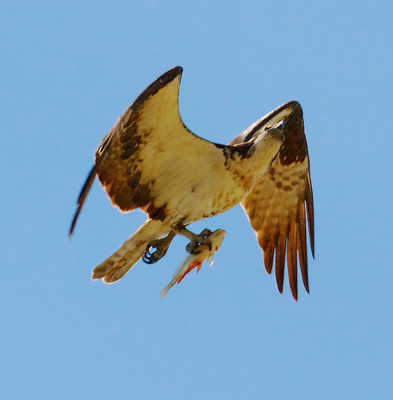 Osprey