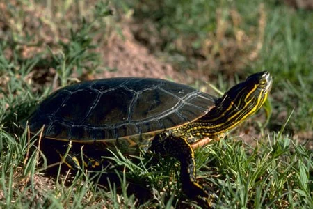 Native Garter Snakes Turtles: Western Pond and Western Painted (both in decline) Non-native & Invasive Snapping Turtle Red-eared Slider