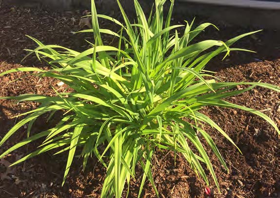 Native Aquatic Emergents: Sedges, Rushes, Hard-stem Bullrush, Common Tule