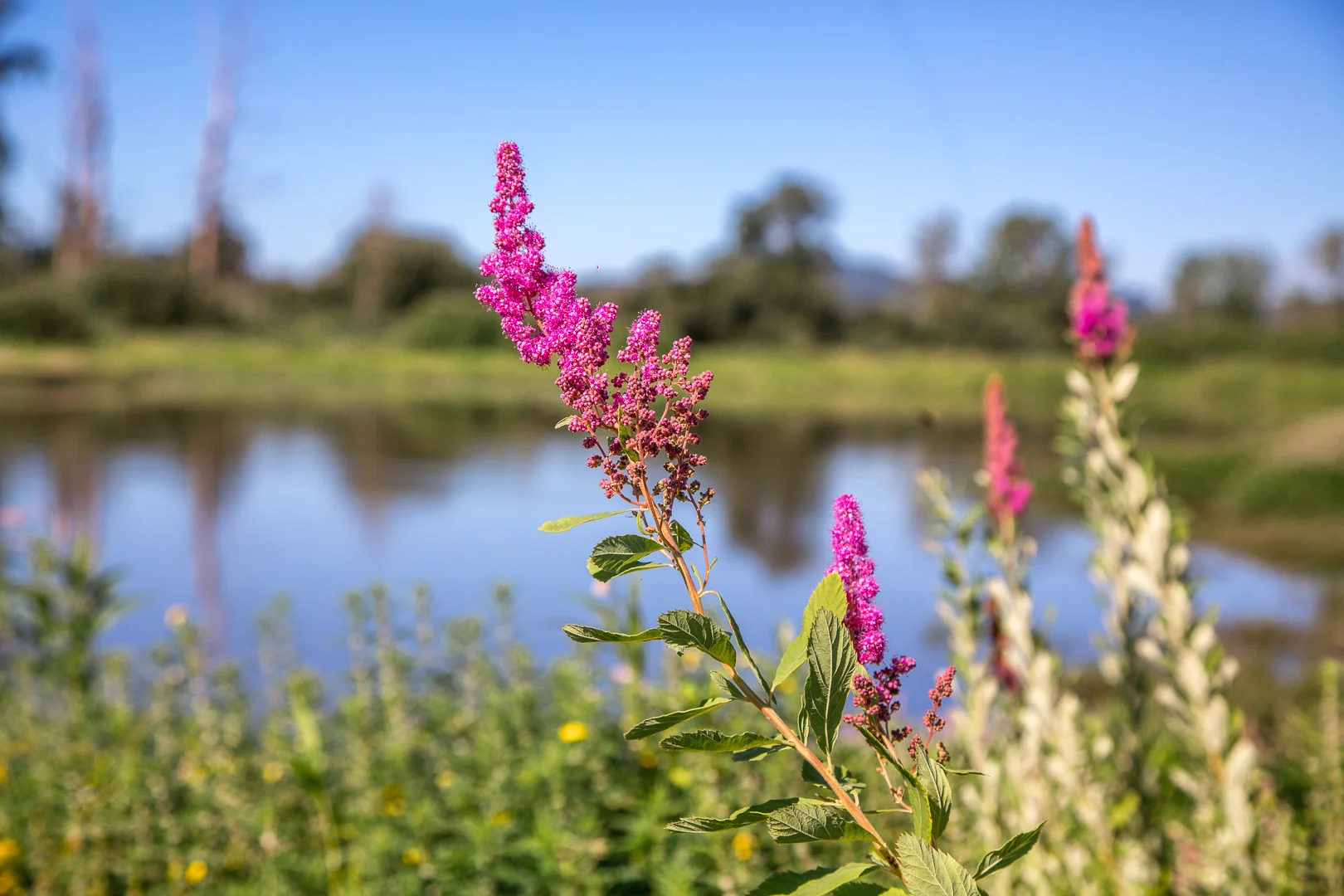 2015: Millions of Native Plants Take Root