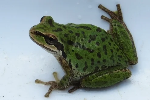 Native Rough-skinned Newt Long-toed Salamander Pacific chorus Frog/Pacific tree Frog Red-legged Frog Non-native & Invasive Bullfrog