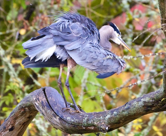 Great Blue Heron