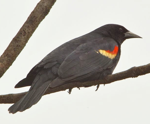 Red-winged Blackbird