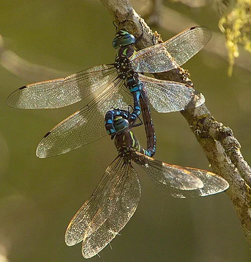 Dragonflies are such effective hunters, they usually catch 90% of the prey they attack.