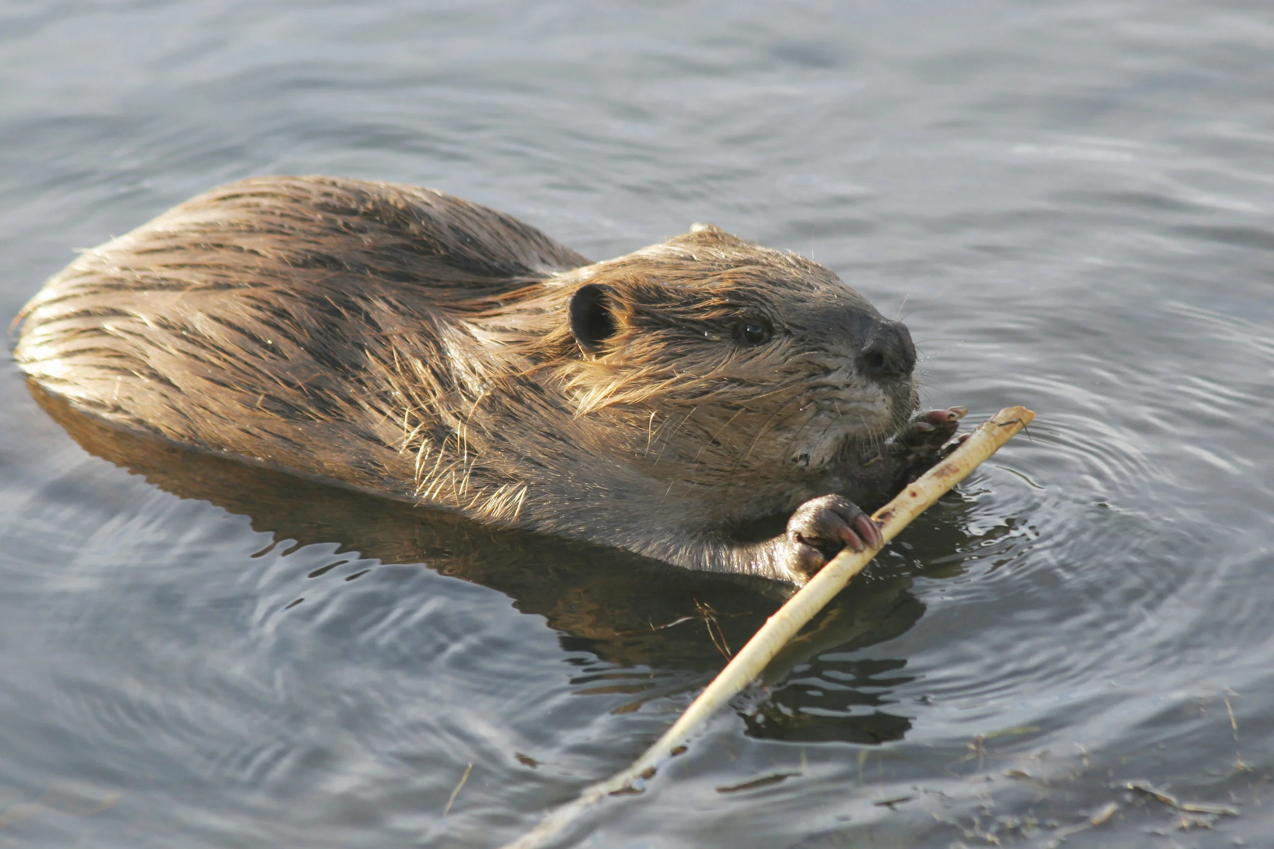 beaver 300 dpi.jpg