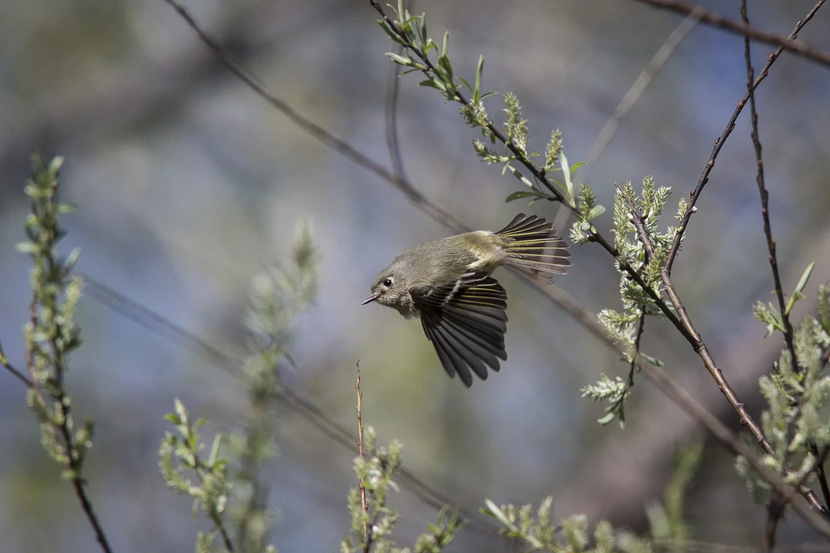 Cardinal-155070.jpg