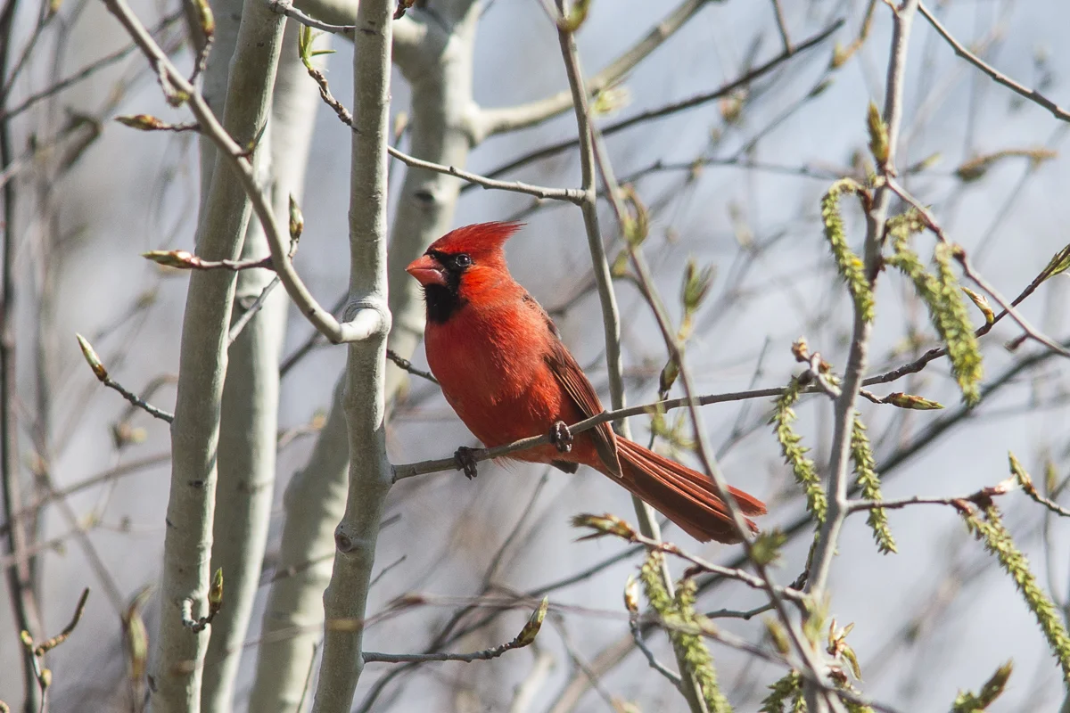 Cardinal-155155.jpg