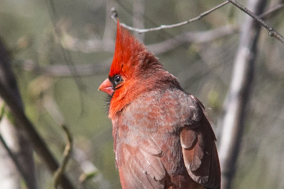Cardinal-155209.jpg