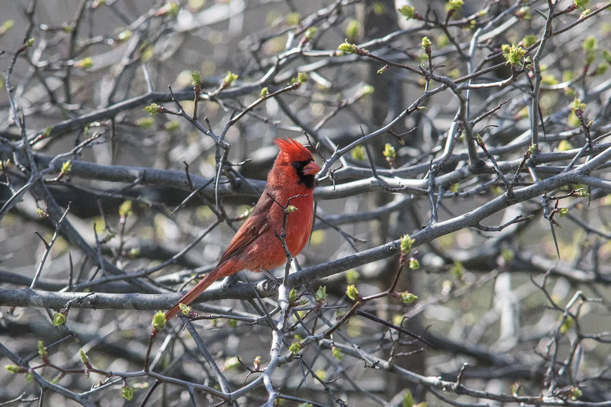 Cardinal-155188.jpg