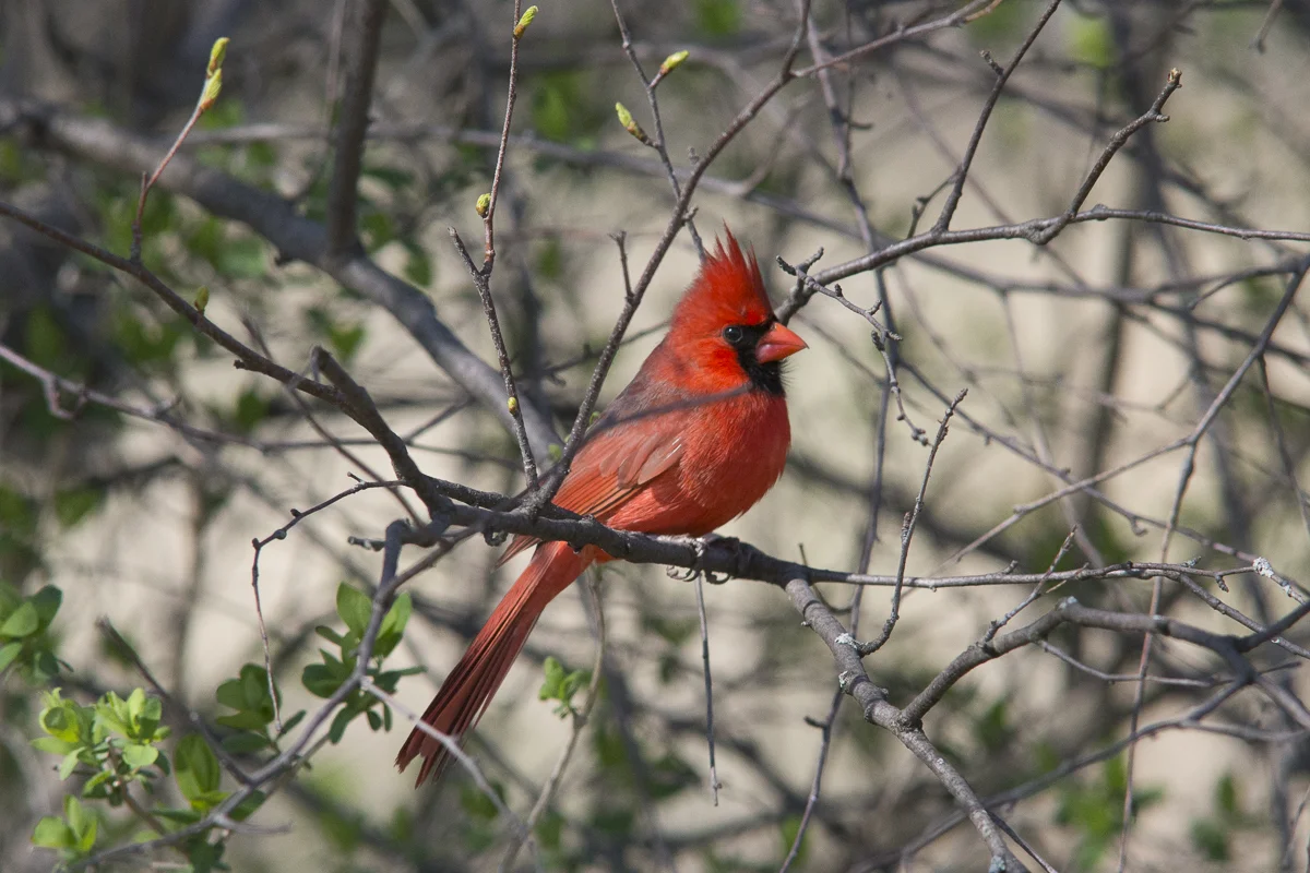 Cardinal-155246.jpg
