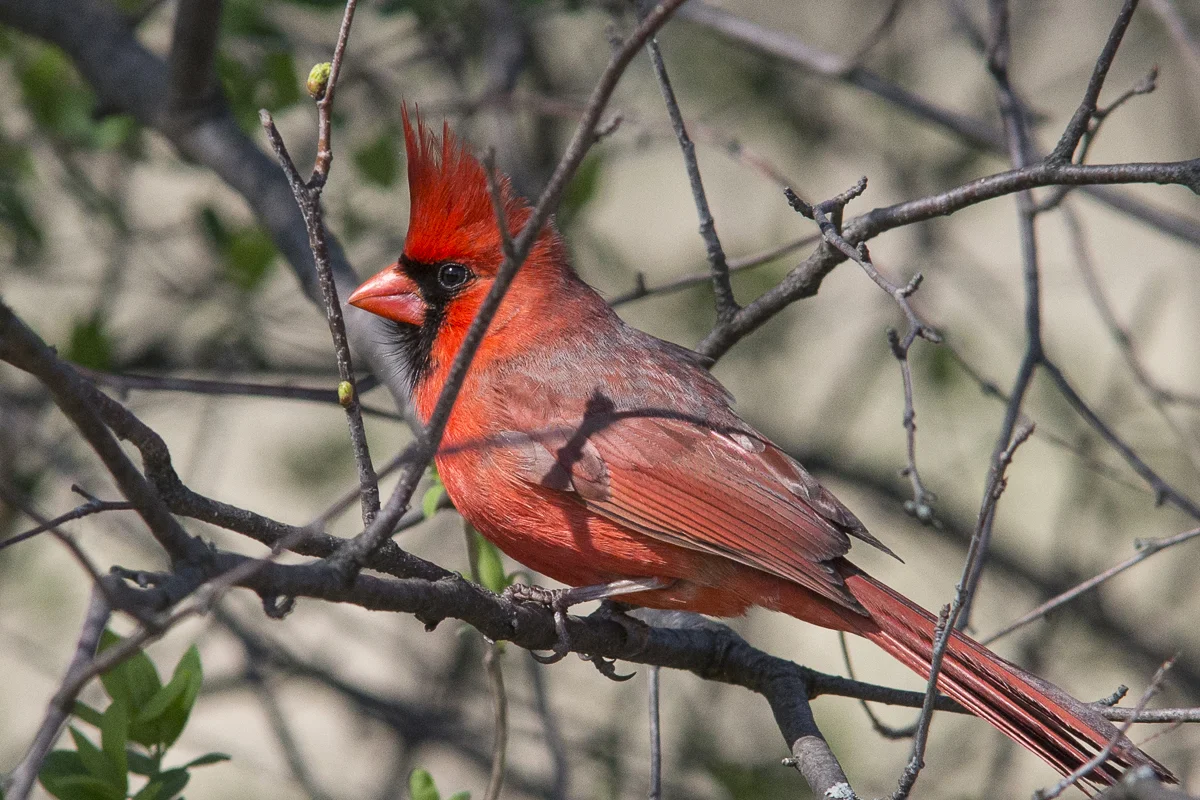 Cardinal-155263.jpg