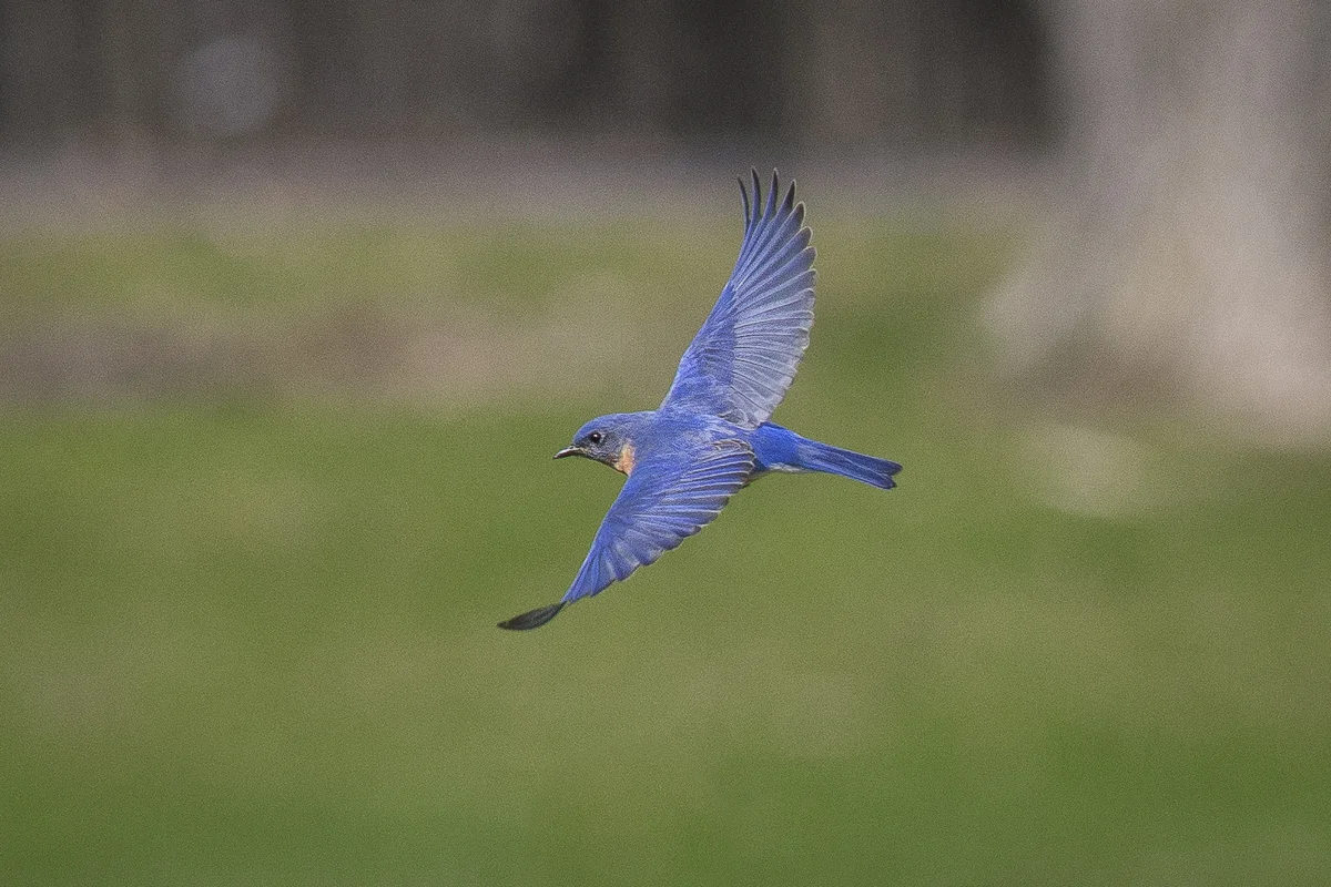 Merle Bleu-155302.jpg