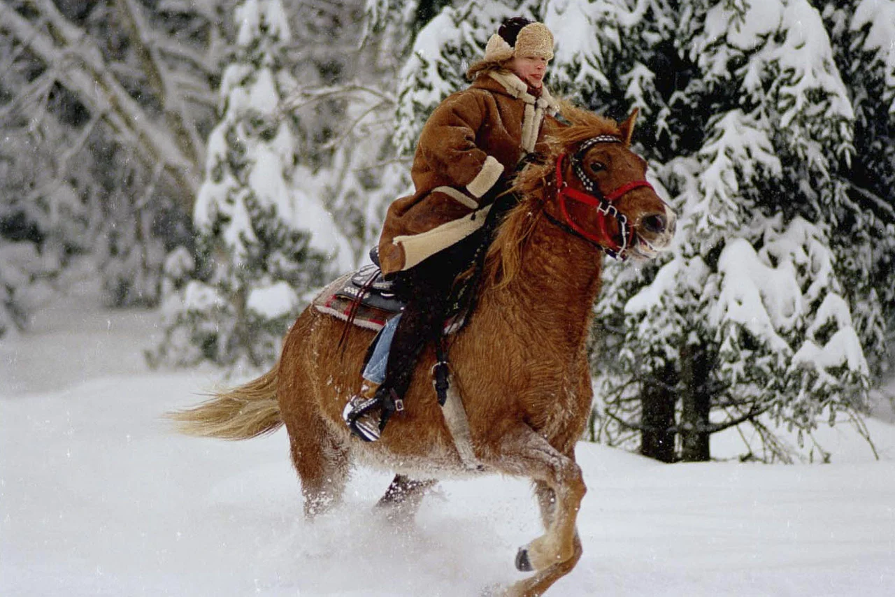 Chevaux--2.jpg