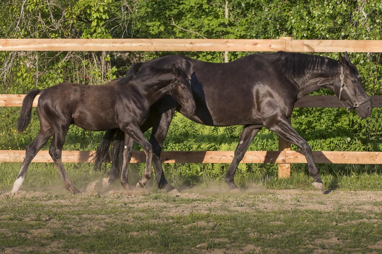 Chevaux-2.jpg