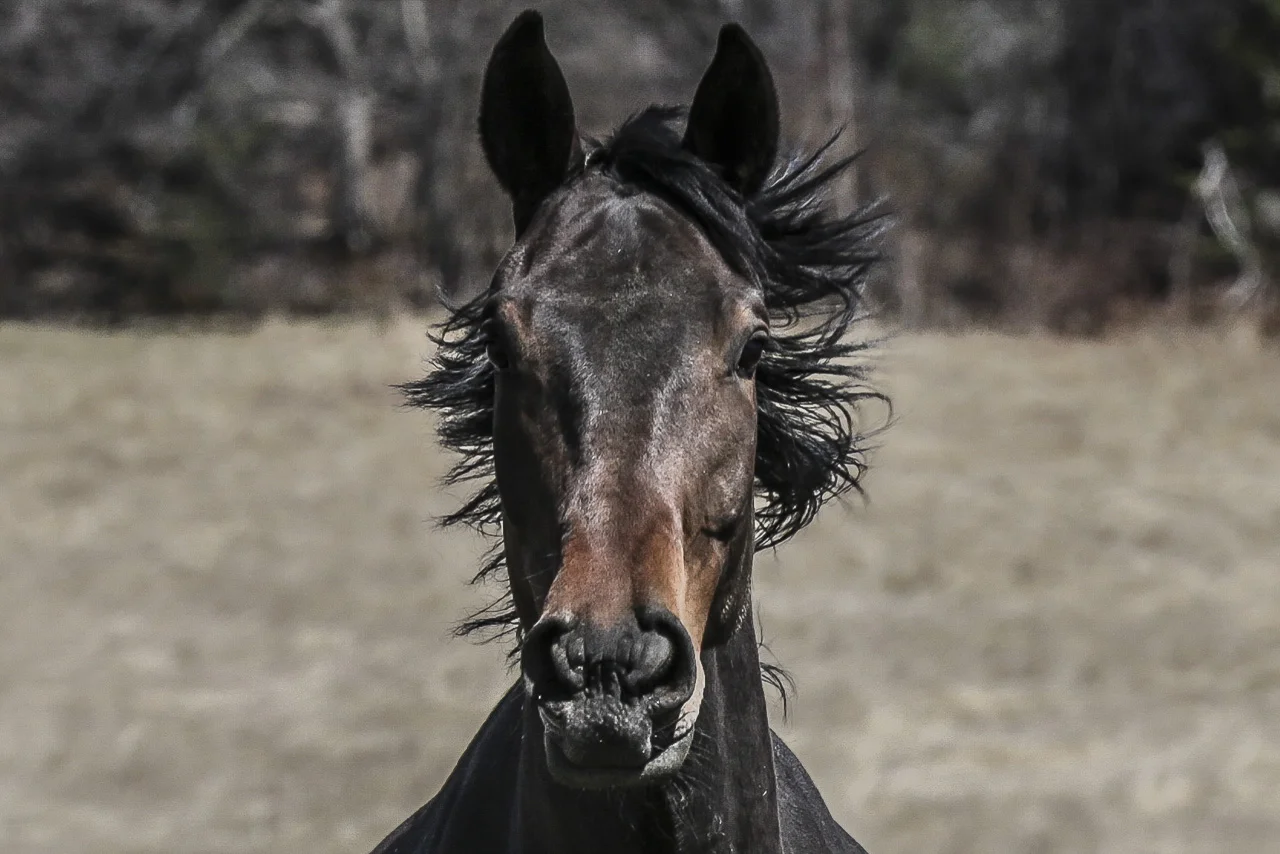Chevaux-149166.jpg